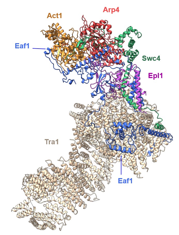 Structure par cryo microscopie électronique du cœur du complexe NuA4. Le module d’acétylation est connecté par un lien flexible par la sous-unité Epl1. © Alexandre Fréchard 