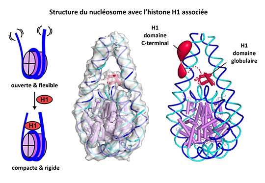 Image retirée.