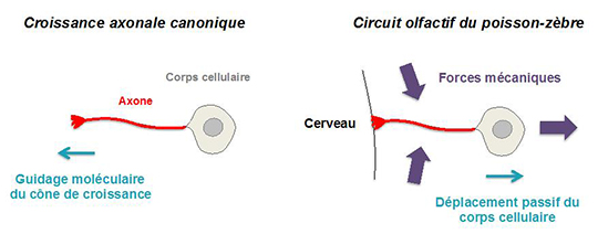 Image retirée.