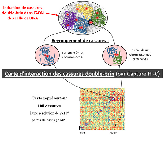 Image retirée.