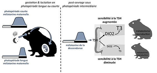 Image retirée.