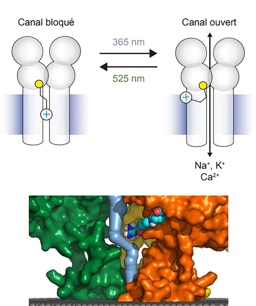 De nouveaux récepteurs du glutamate dans le cerveau