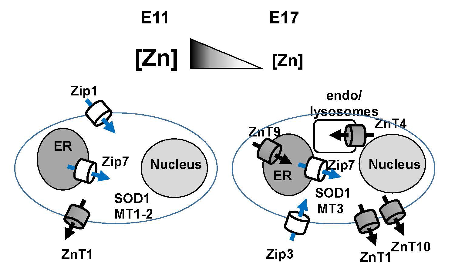 figure2_bouron