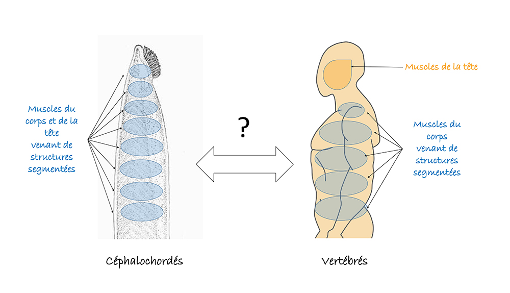 9: Muscles de la tête