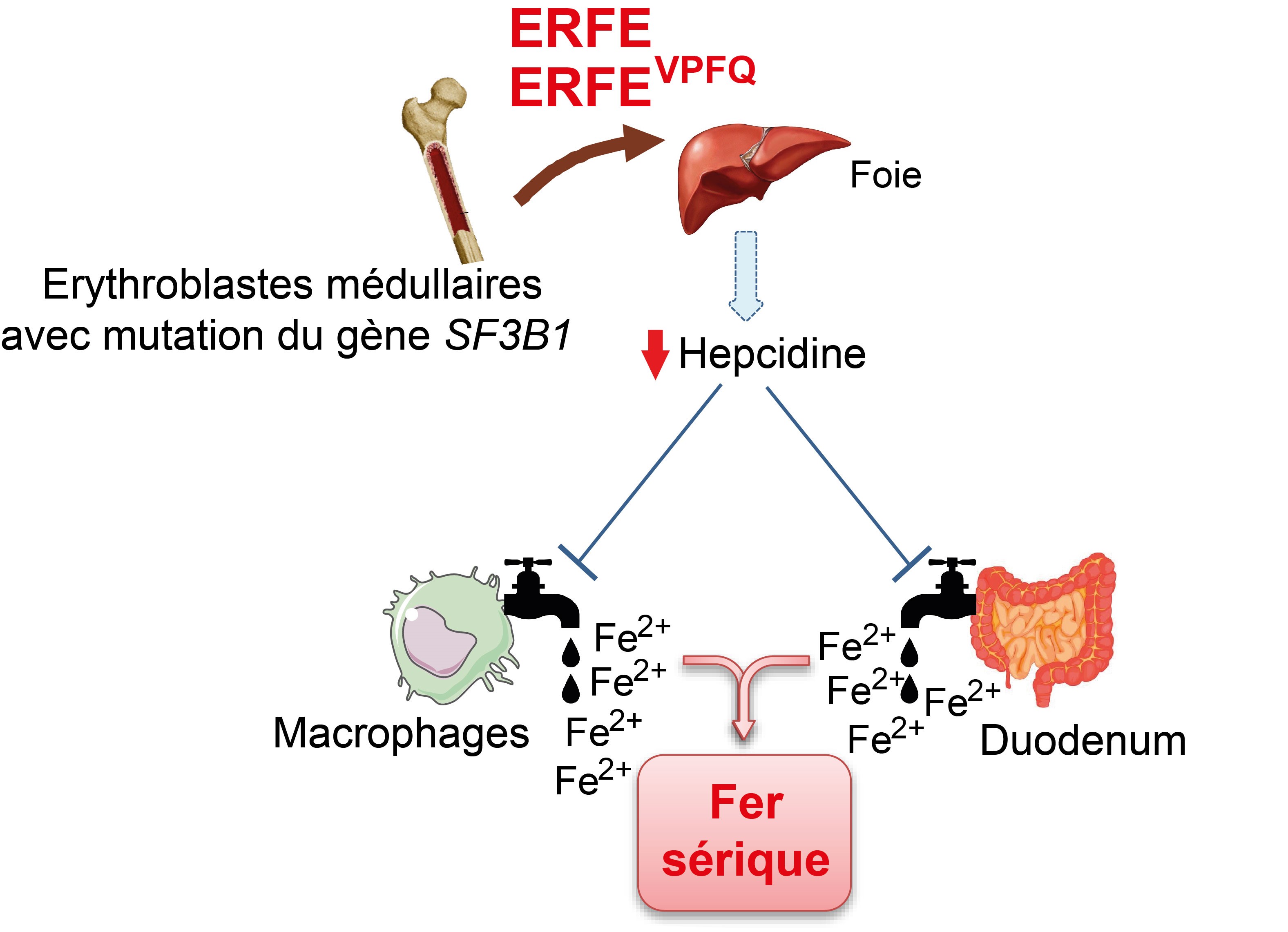 figure_fontenay