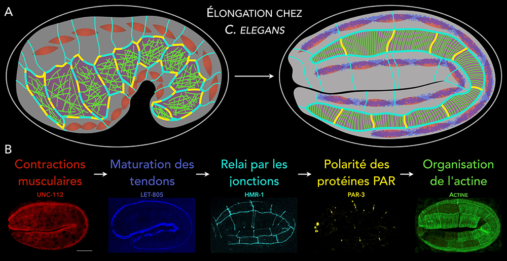 figure_michaux