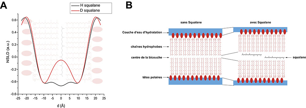 Les membranes biologiques : des structures dynamiques