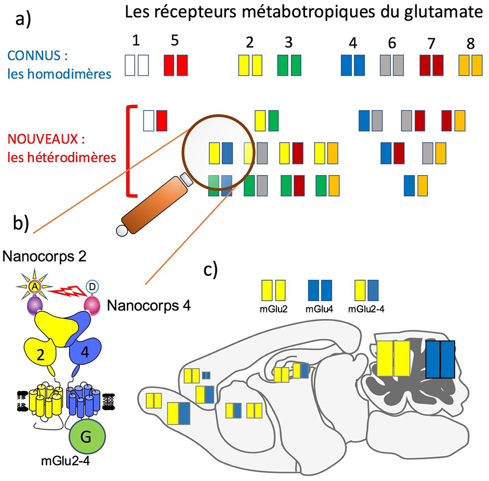 https://www.insb.cnrs.fr/sites/institut_insb/files/inline-images/figure_site_80.jpg