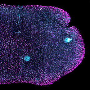 Sans muscles ni neurones, Trichoplax coordonne pourtant ses mouvements