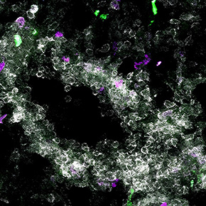 Vignette_Dalod-web.jpg?itok=uo4umF_a