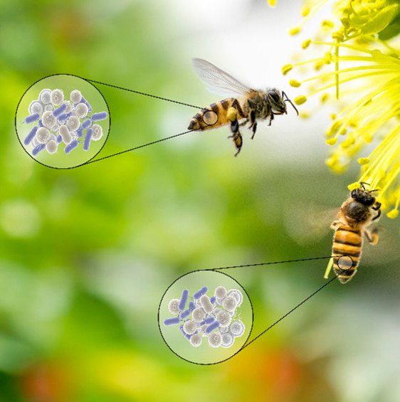 Gut Bacteria Communities Boost Bee Cognitive Abilities: New Research Insights" (Alternative concise options if preferred:) "How Gut Bacteria Shape Cognitive Function in Bees & Humans" "The Gut-Brain Link: How Microbes Influence Memory & Learning - News Directory 3