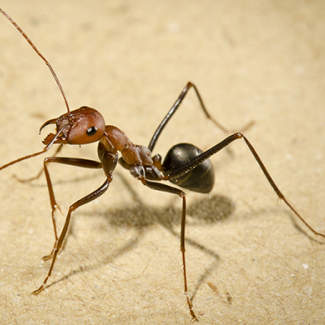 How ants navigate homeward - forward, backward, or sideward