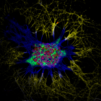 Neurones de souris