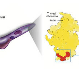 Discovery of a potential therapeutic target to combat trypanosomes