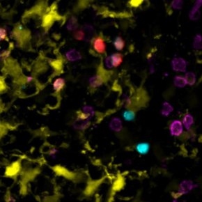 Lymphocytes T : bien connaître l’organisme pour mieux le protéger