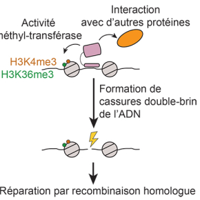 Des marques épigénétiques au service de la recombinaison méiotique