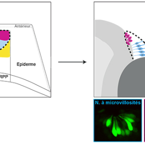Genèse de la diversité neuronale olfactive: le poisson zèbre éclaire le débat