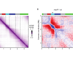 Le rôle des « usual suspects » dans l’organisation 3D du chromosome de E. coli