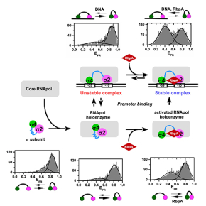 Un nouveau mécanisme d'activation de l'expression des gènes chez Mycobacterium tuberculosis