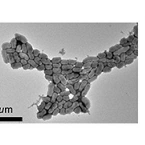 Comment les bactéries conversent au sein des biofilms flottants