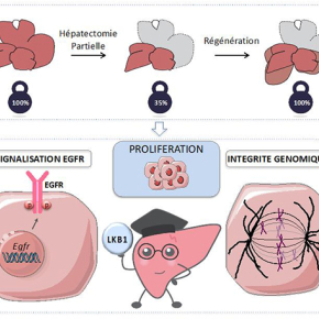 LBK1: un gardien essentiel du renouvellement hépatocytaire