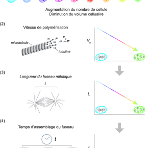 Les microtubules « sentent » le volume cellulaire