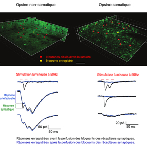 Contrôle optique de neurones uniques avec de la lumière sculptée et des opsines somatiques