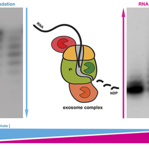 Cumul d’activités pour l’exosome