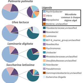 Le microbiote de l’ormeau : un couteau suisse pour la digestion des grandes algues