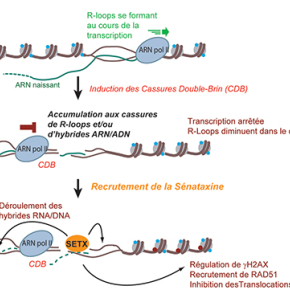 Eviter les translocations chromosomiques grâce à la sénataxine