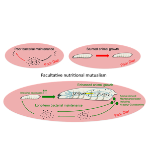 La drosophile cultive la symbiose avec ses amis bactériens qui le lui rendent bien