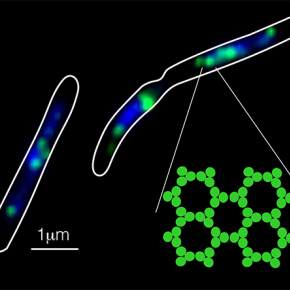 Le chromosome bactérien sert à l’assemblage des complexes protéiques signalétiques