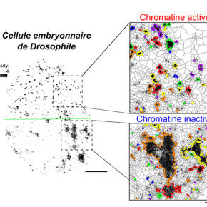 Des interactions rares mais très spécifiques façonnent la structure de l'ADN