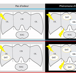 Gare au dard! Neurobiologie du comportement défensif de l’abeille