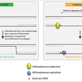 La proximité des lésions de l'ADN favorise la mutagenèse