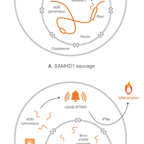 Un nouveau lien entre intégrité du génome et inflammation