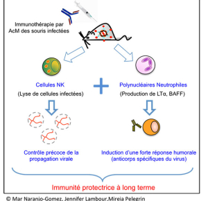 Rôle clé des neutrophiles dans l’immunité induite par les immunothérapies antivirales