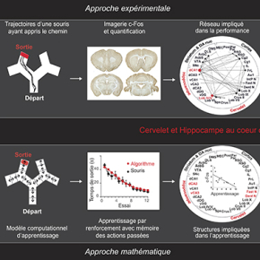 Comment le cerveau retrouve son chemin sans fil d’Ariane