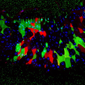 La drosophile à l’épreuve du microbiote intestinal