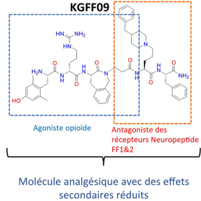 Vers une analgésie sans tolérance