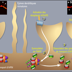 Un nouveau mécanisme moléculaire de la maturation des neurones