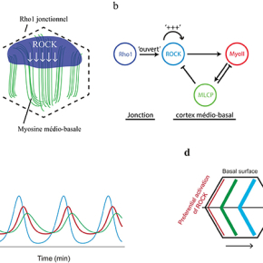 Un oscillateur biochimique pour réguler le moteur de la morphogenèse tissulaire