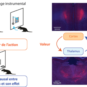 Boucles thalamocorticales : des informations bien dirigées pour une décision adaptée