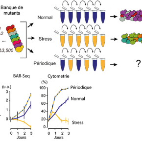 Des mutations qui changent la prolifération cellulaire en stress répété